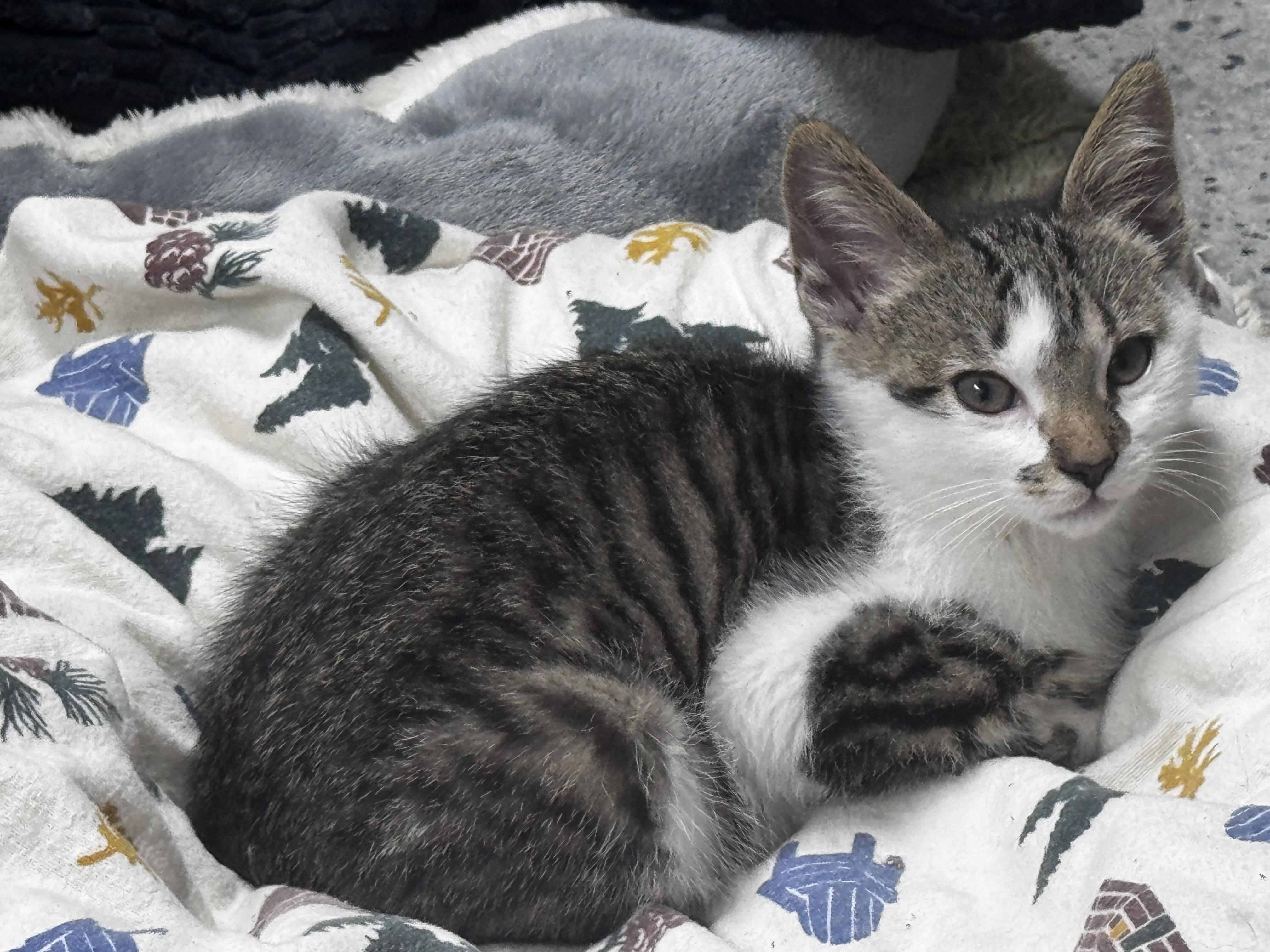 Zeke, a ADOPTABLE Domestic Short Hair in Pottsville, PA image 4/6