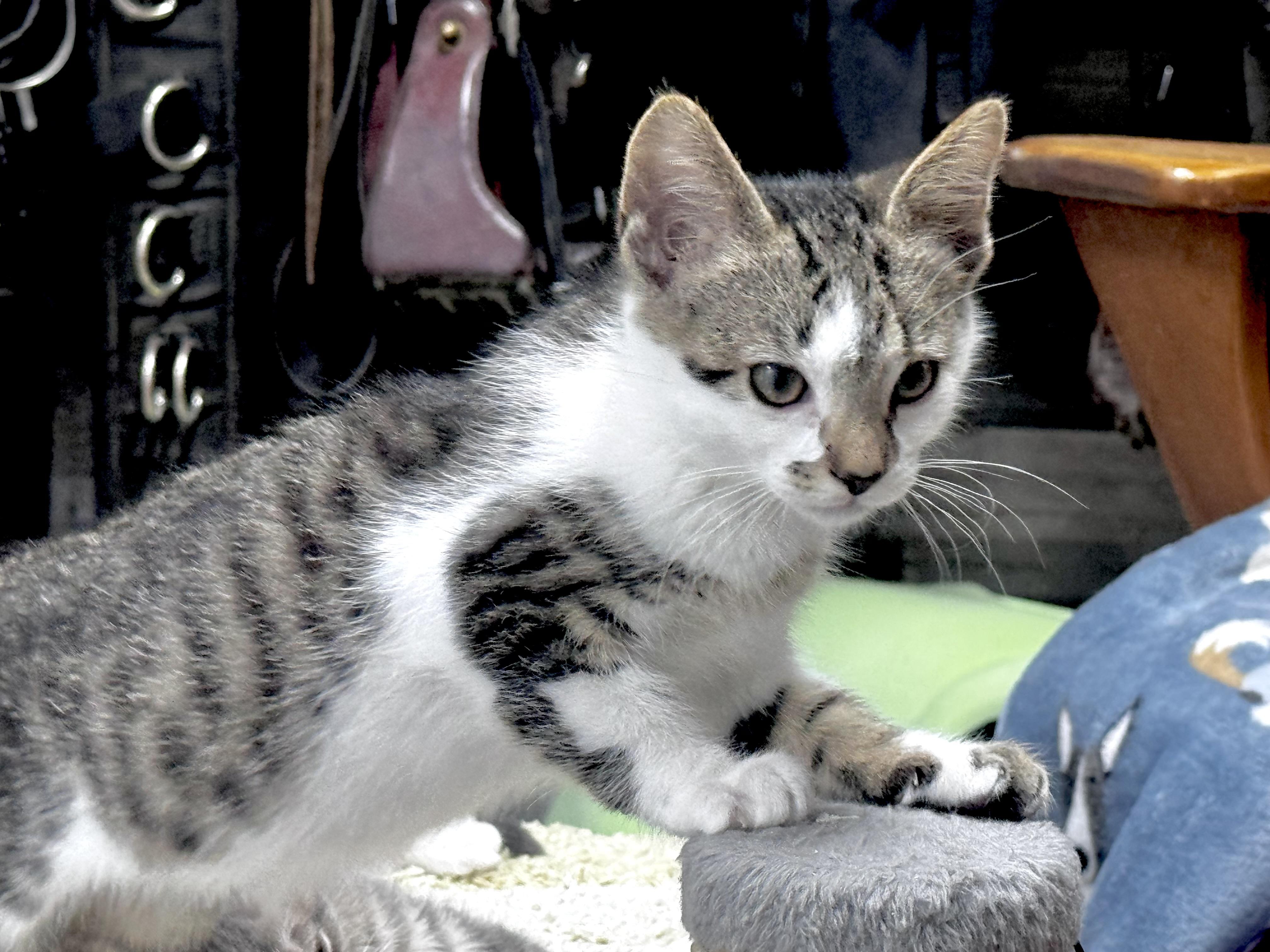 Zeke, a ADOPTABLE Domestic Short Hair in Pottsville, PA image 2/6