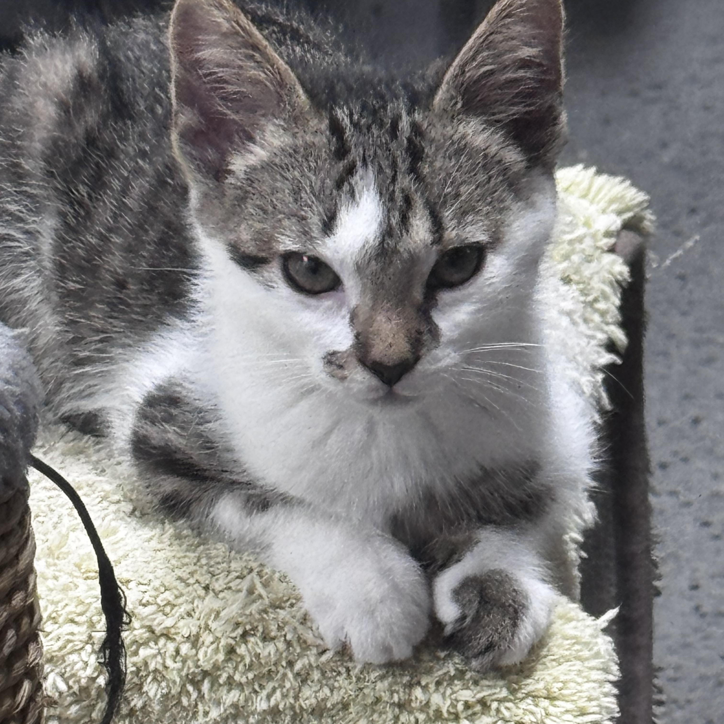 Zeke, a ADOPTABLE Domestic Short Hair in Pottsville, PA image 1/6