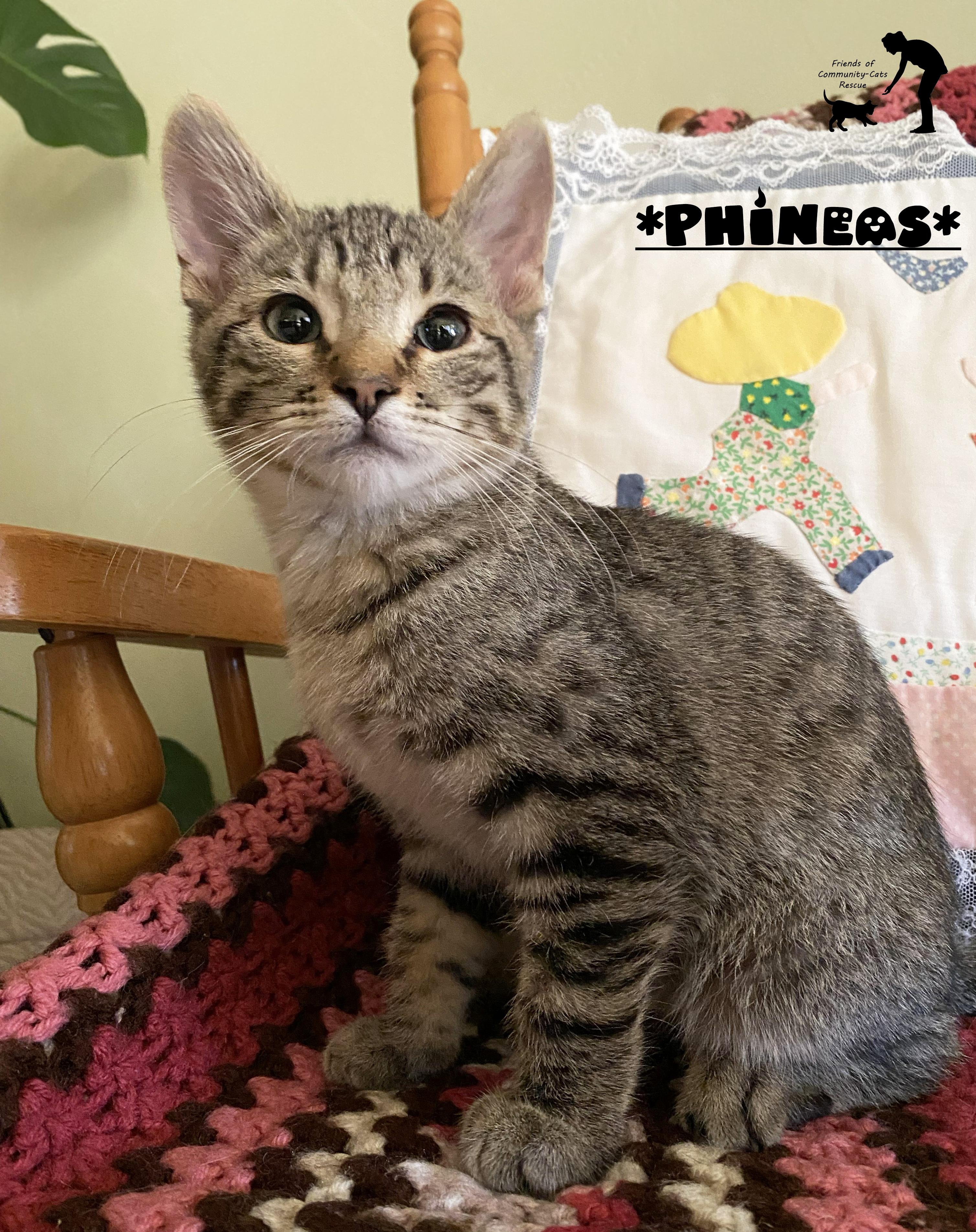 Phineas, Adoptable, Kitten Male Domestic Short Hair.