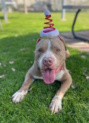 Santa, a Adoptable mixed breed in Santa Paula, CA image 1/6