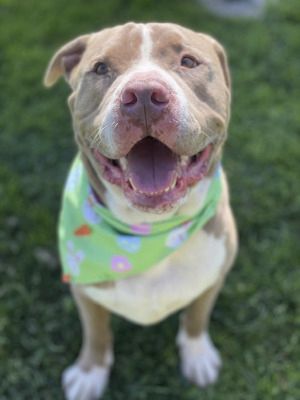 Santa, a Adoptable mixed breed in Santa Paula, CA image 5/6