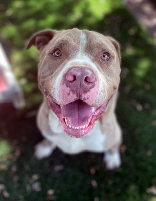 Santa, a Adoptable mixed breed in Santa Paula, CA image 6/6