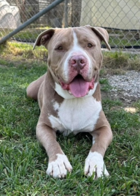 Santa, a Adoptable mixed breed in Santa Paula, CA image 4/6
