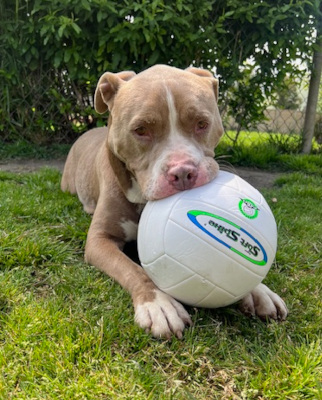 Santa, a Adoptable mixed breed in Santa Paula, CA image 3/6