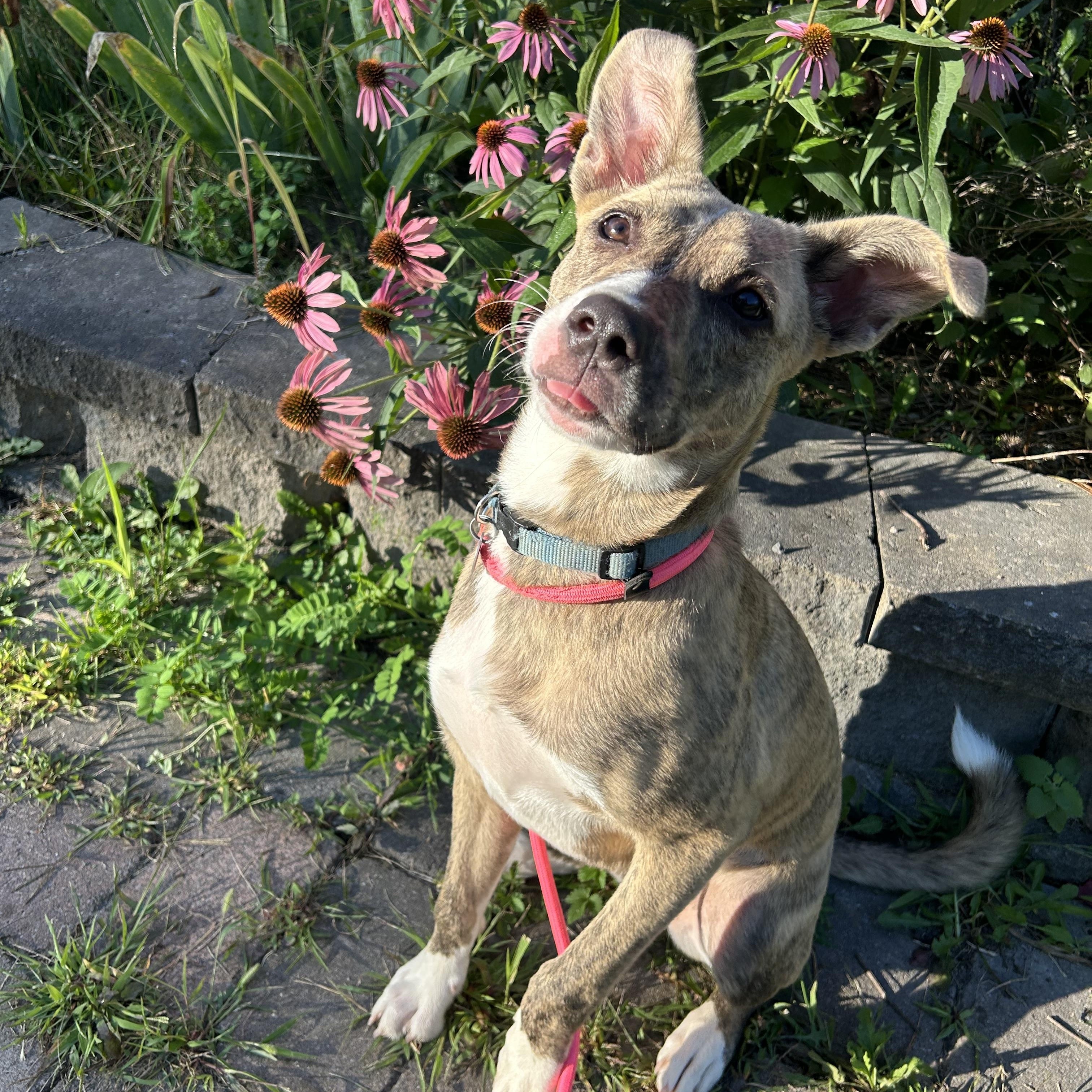 Enlarge Greer, a Adoptable Mixed Breed in Howes Cave, NY image 2/3