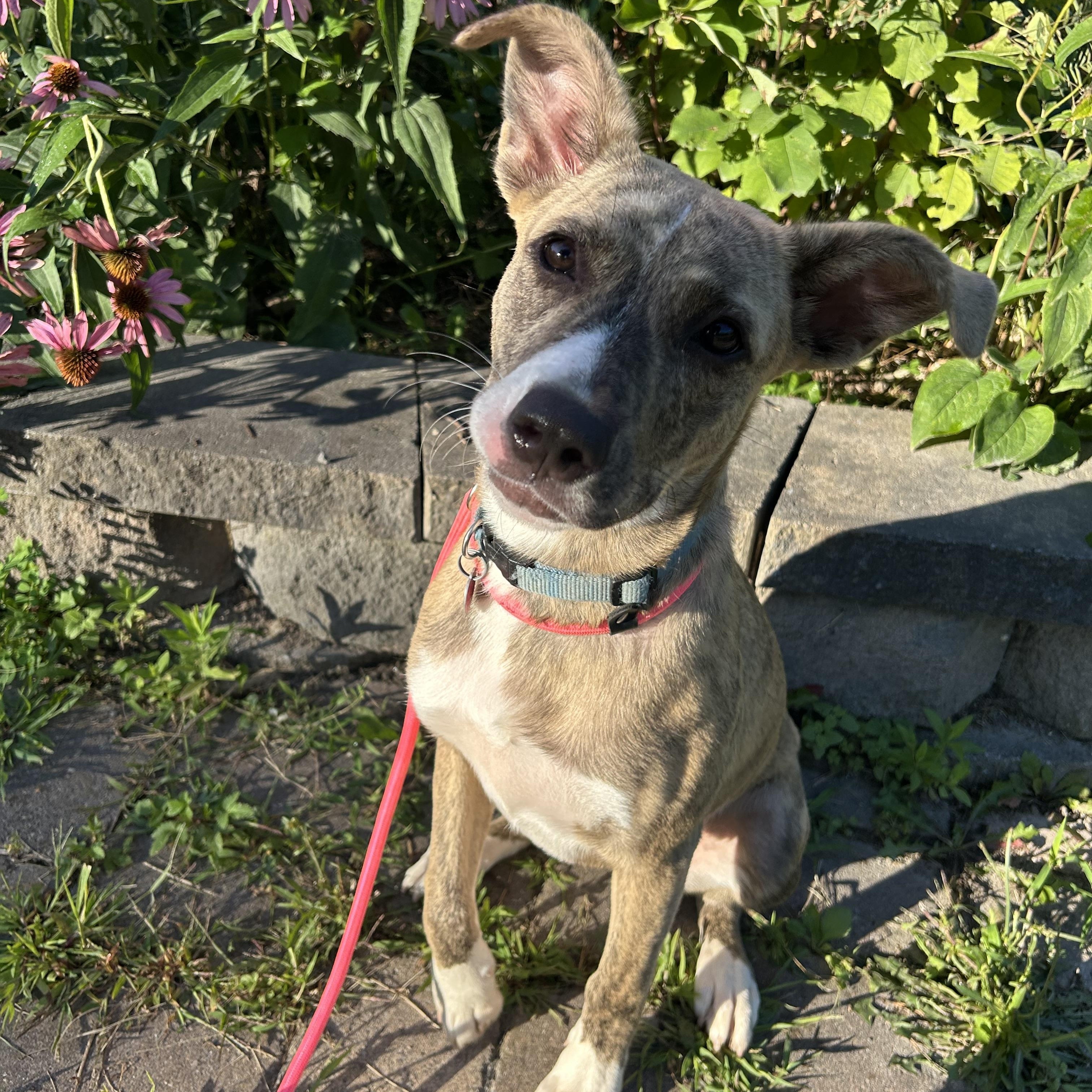 Enlarge Greer, a Adoptable Mixed Breed in Howes Cave, NY image 3/3