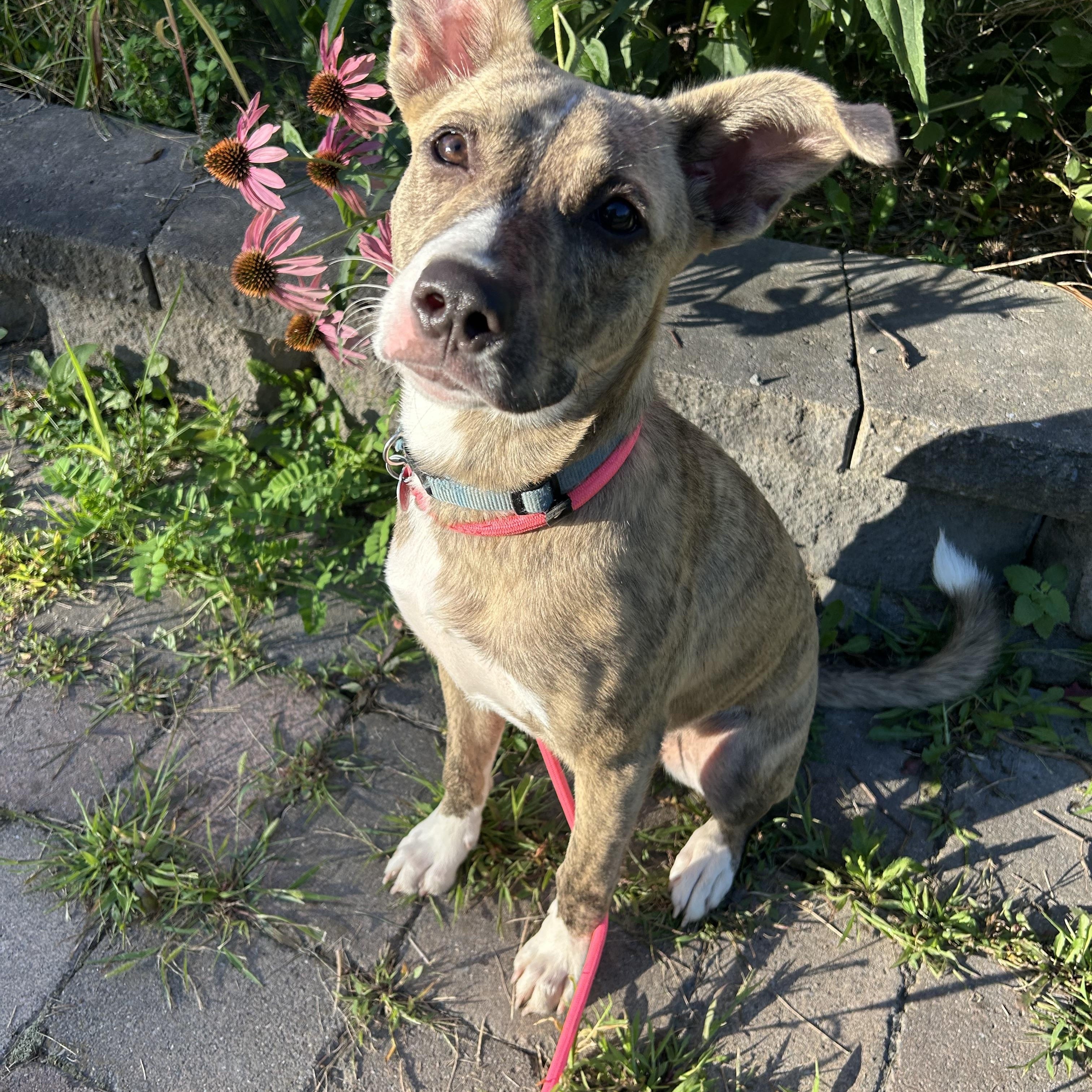 Greer, Adoptable, Young Female Mixed Breed.
