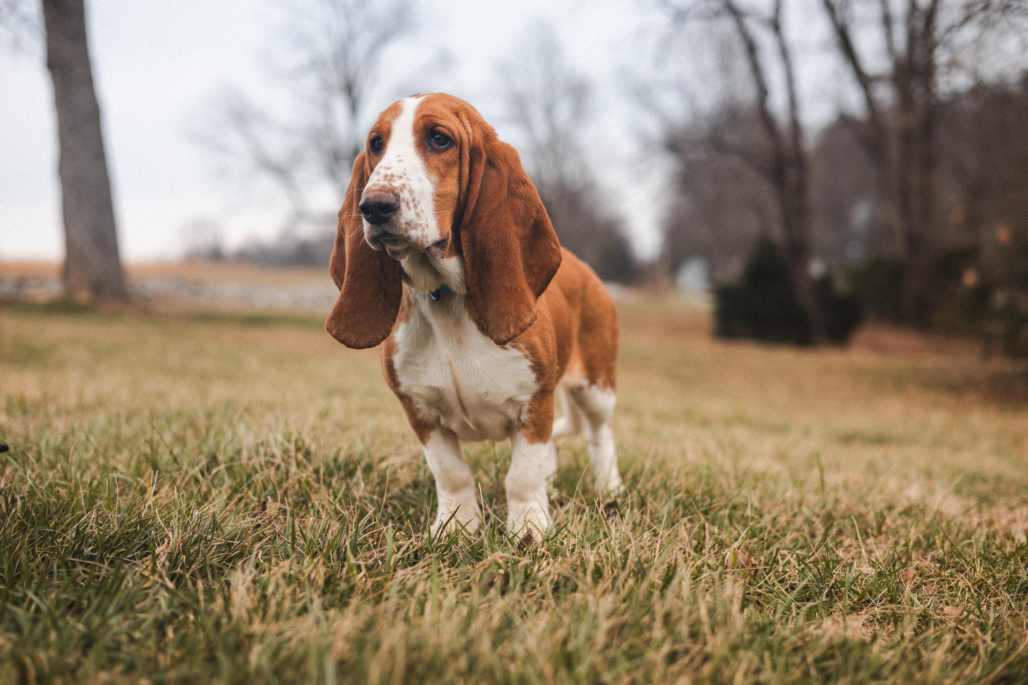Honey Suckle  Transport