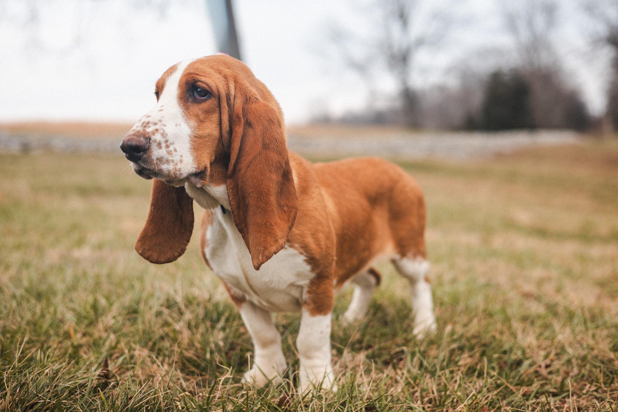 Honey Suckle  Transport thumbnail 3