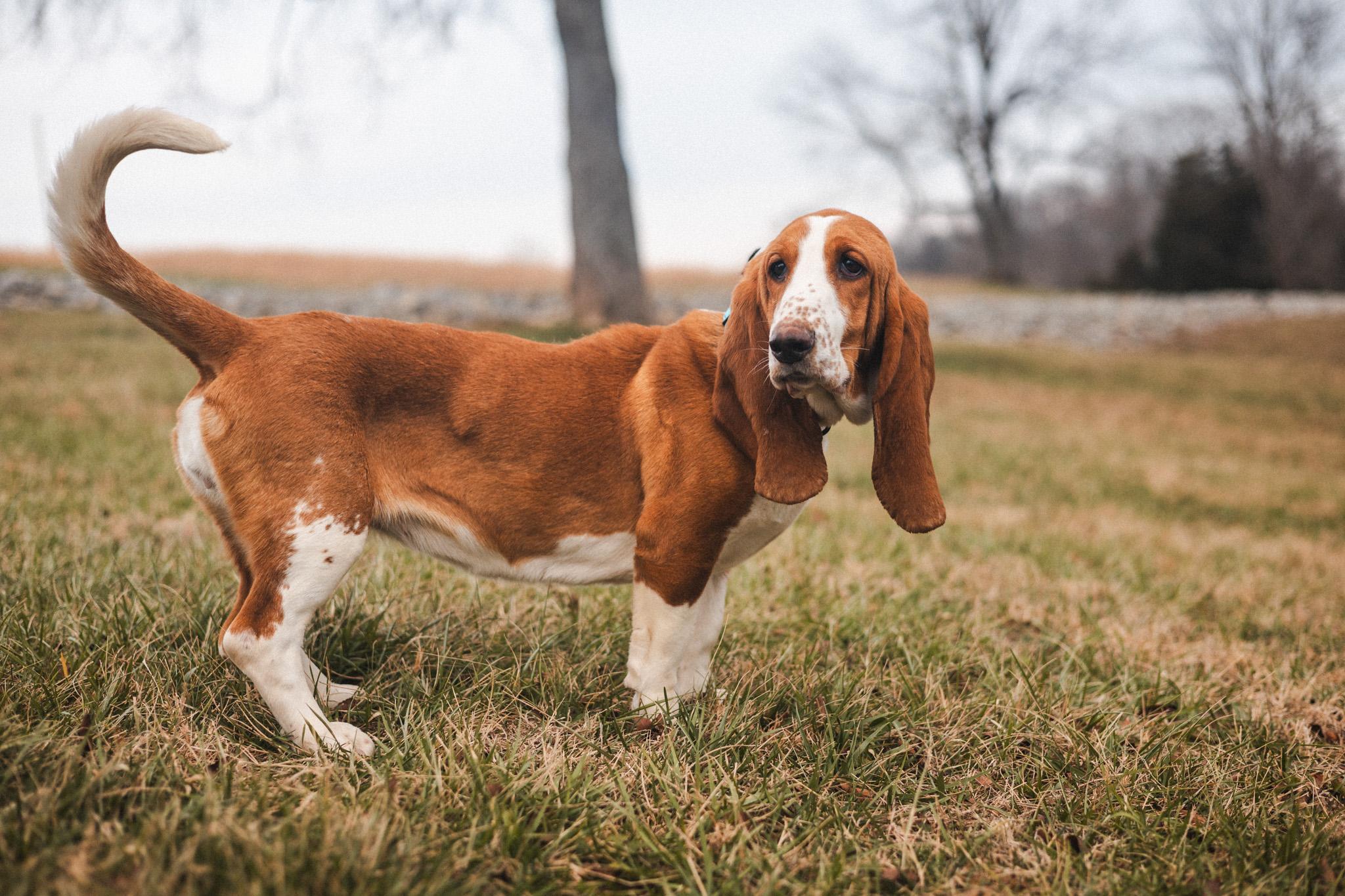 Honey Suckle  Transport thumbnail 5