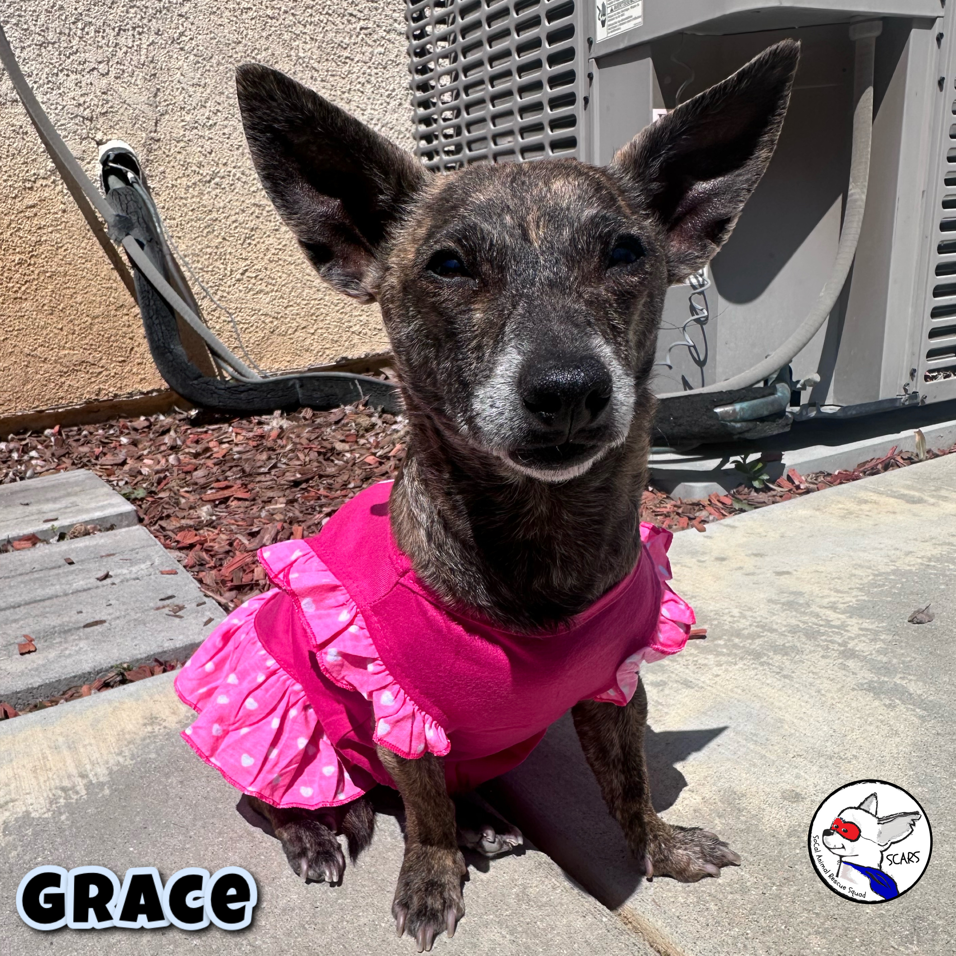 Enlarge Grace, a Adoptable Chiweenie in Glendora, CA image 6/6