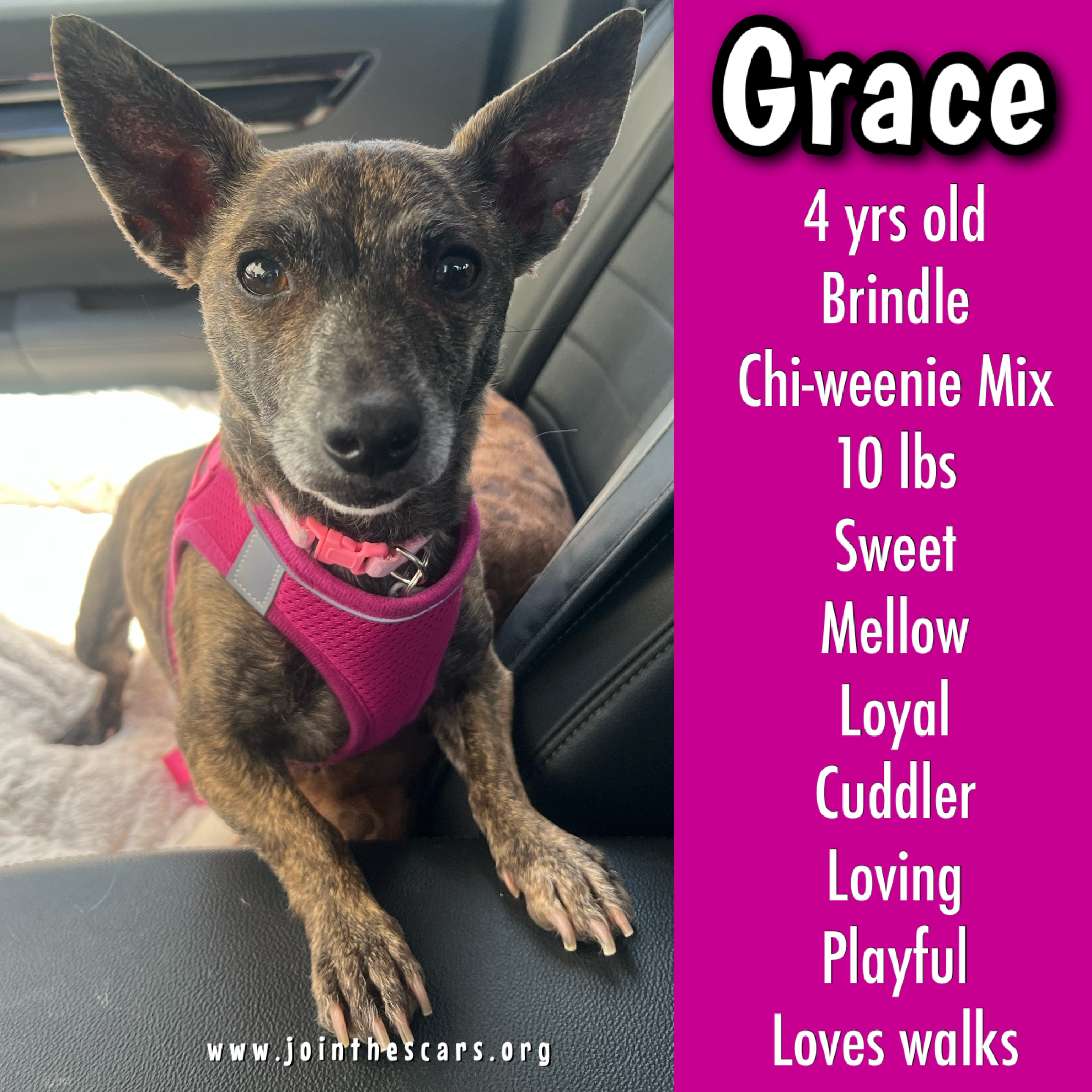 Enlarge Grace, a Adoptable Chiweenie in Glendora, CA image 1/6