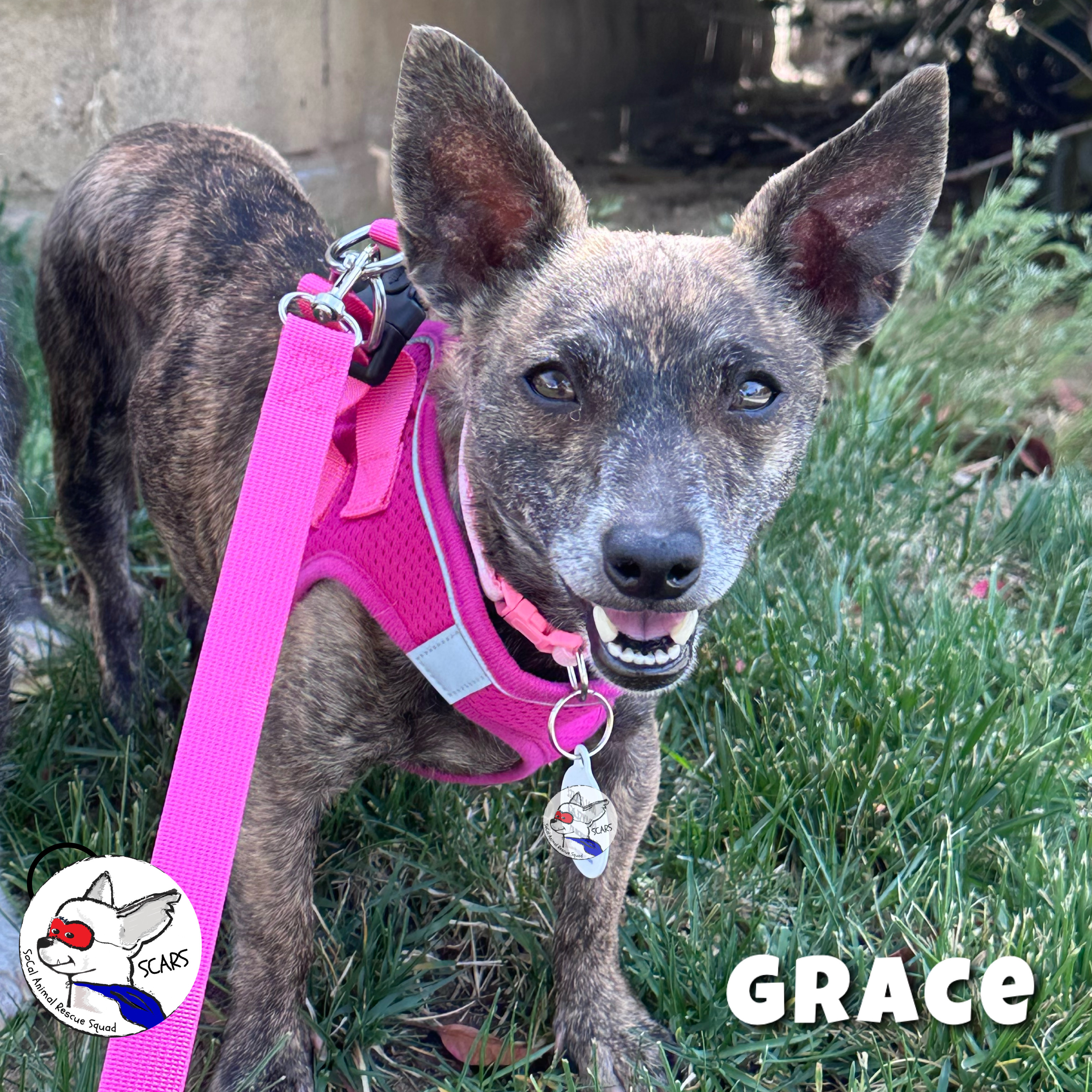 Enlarge Grace, a Adoptable Chiweenie in Glendora, CA image 4/6
