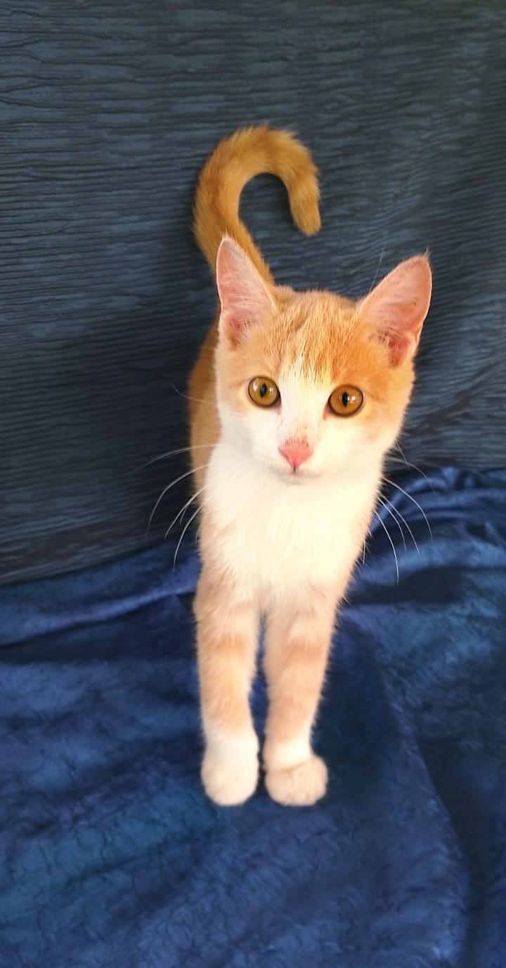 Golden Nugget 749, Adoptable, Kitten Female Domestic Short Hair.
