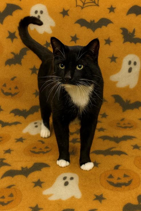 Enlarge Brooks, a Adoptable Domestic Short Hair in Jefferson, IA image 1/1