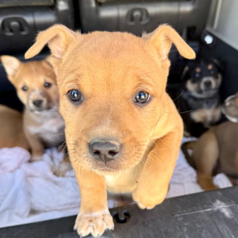 Wheeler, Adoptable, Puppy Male Australian Cattle Dog / Blue Heeler & German Shepherd Dog.