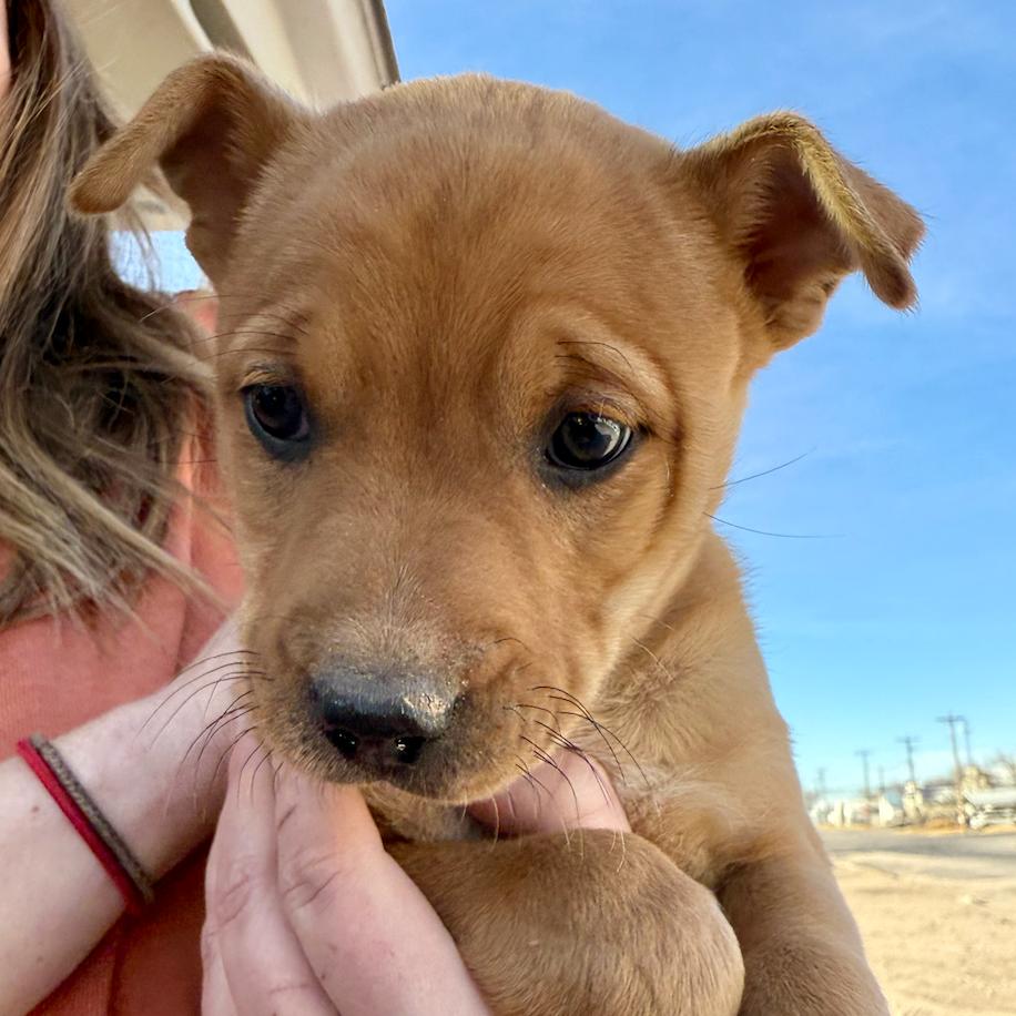 Enlarge Wheeler, a Adoptable mixed breed in Midland, TX image 2/2