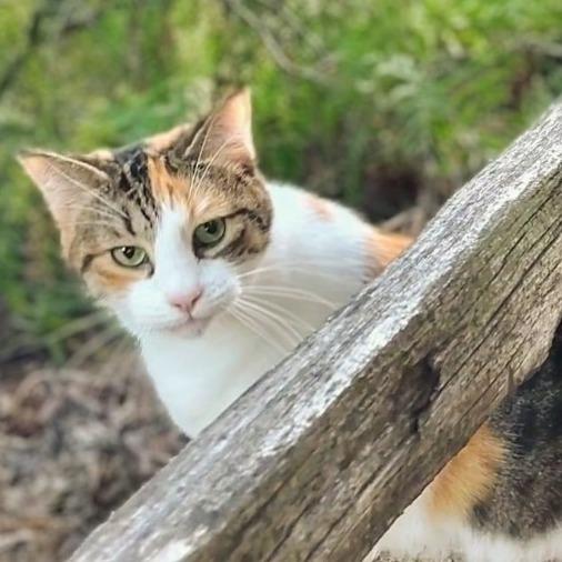 *** Sophie, Adoptable, Senior Female Domestic Short Hair.