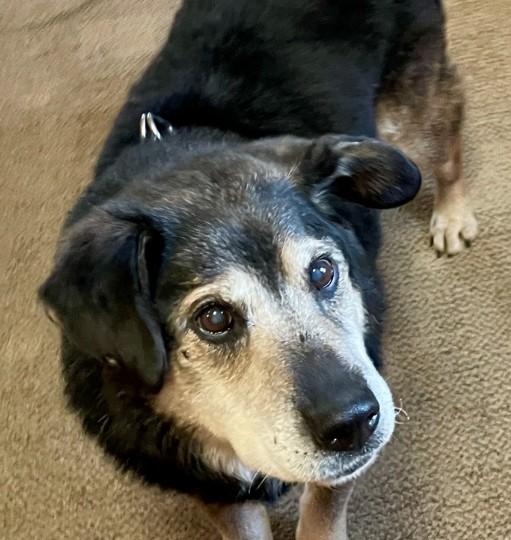 Bear , a Adoptable mixed breed in DeKalb, IL image 1/6
