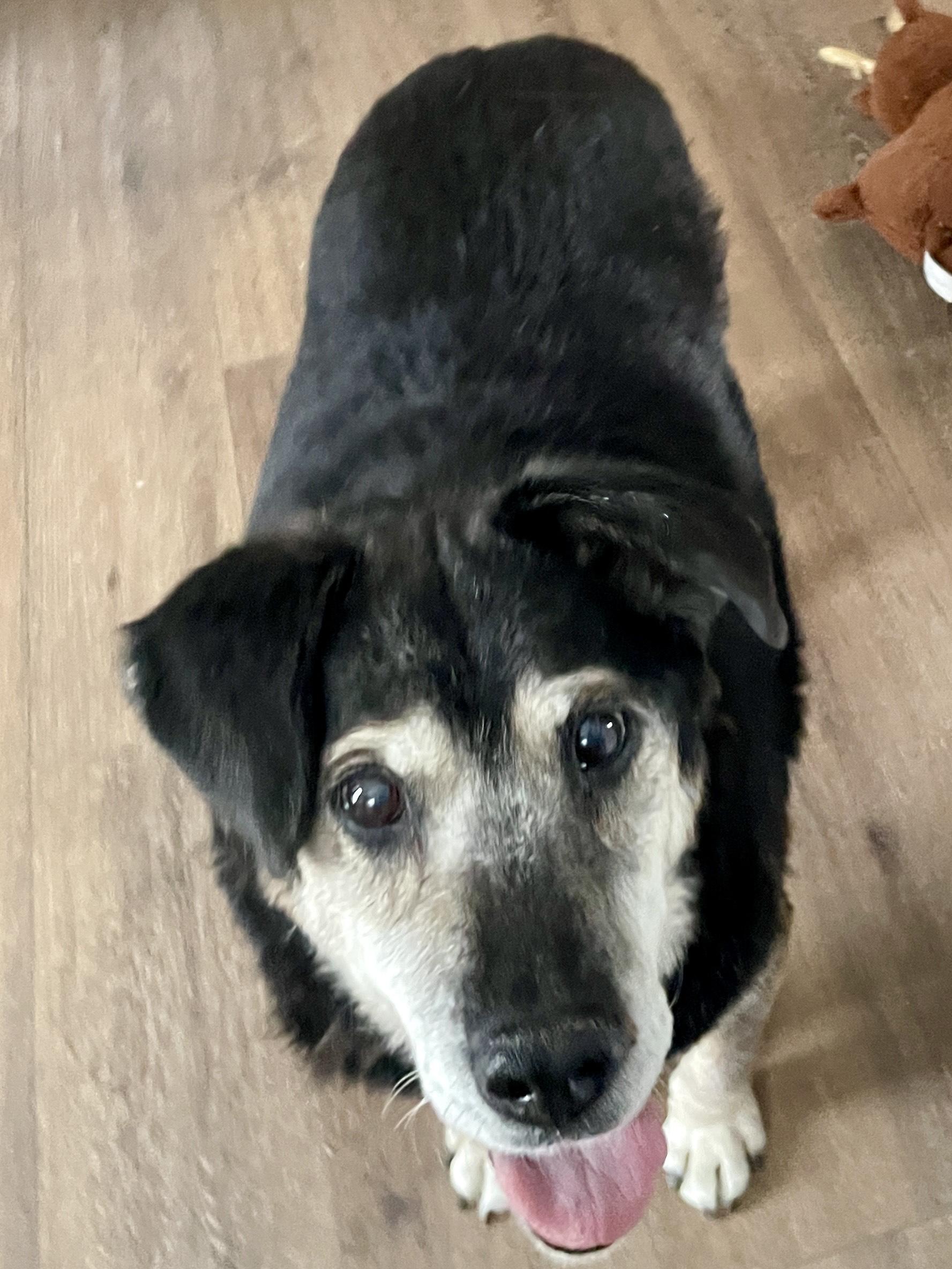 Bear , a Adoptable mixed breed in DeKalb, IL image 6/6