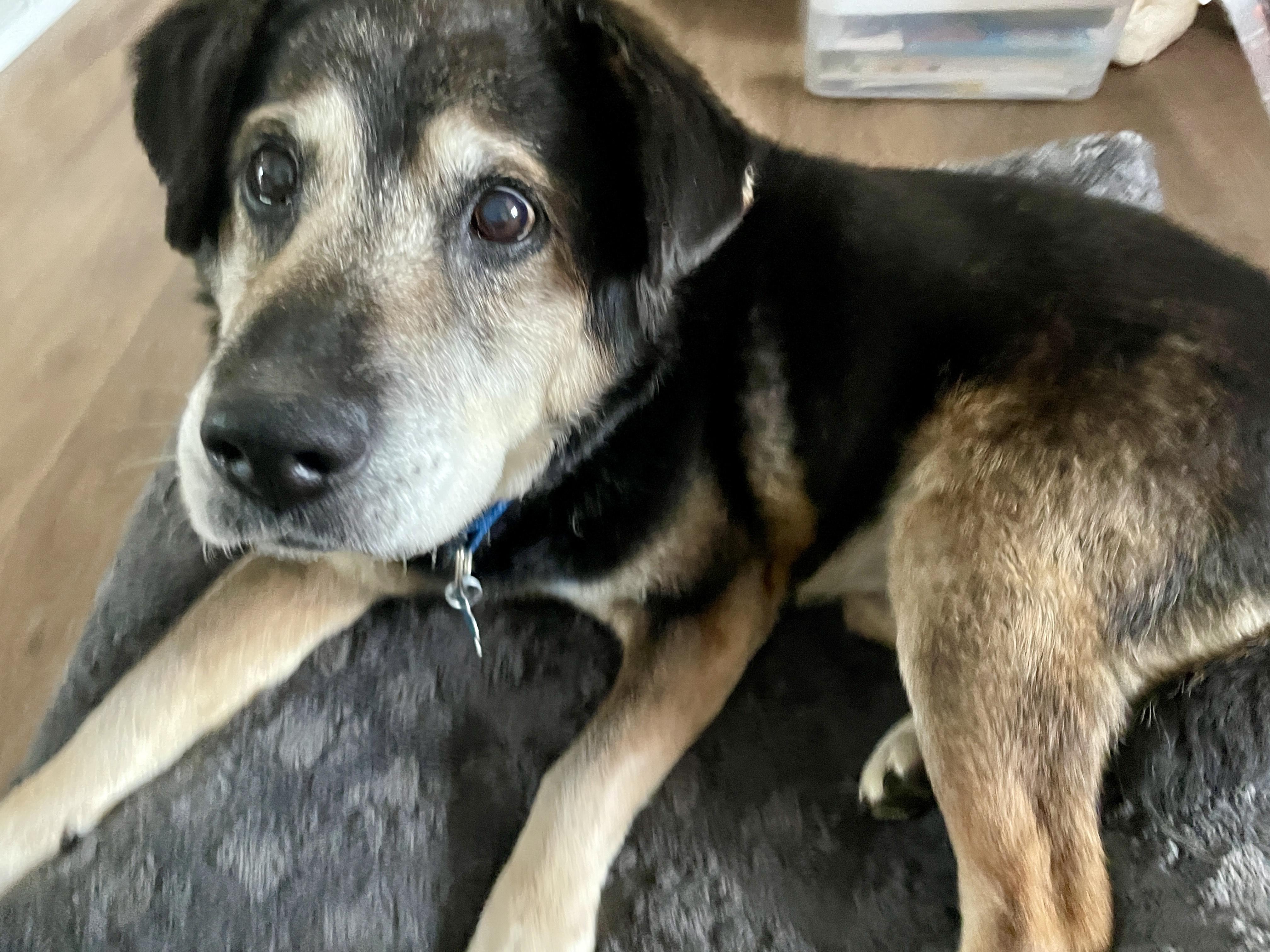 Bear , a Adoptable mixed breed in DeKalb, IL image 4/6