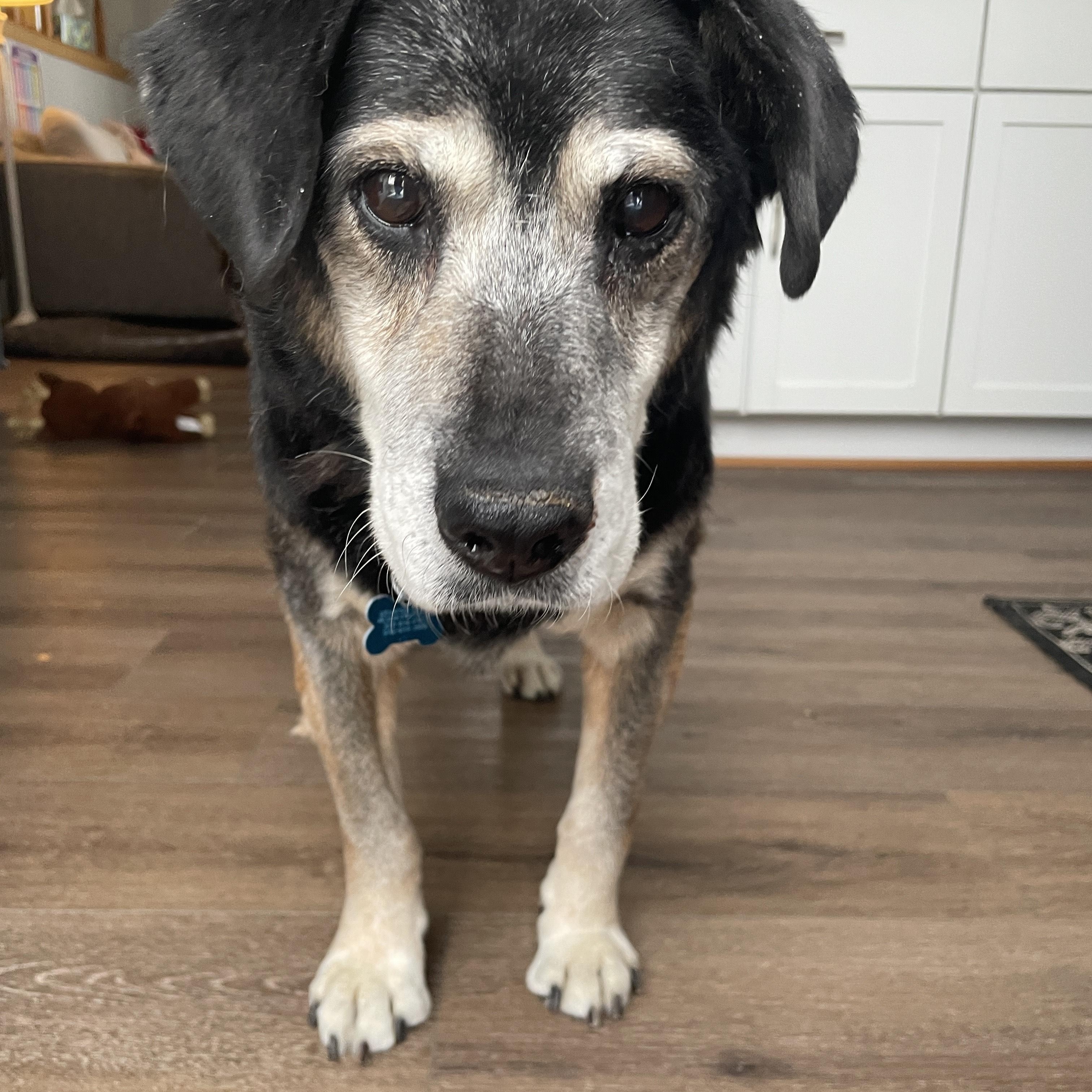 Bear , a Adoptable mixed breed in DeKalb, IL image 3/6