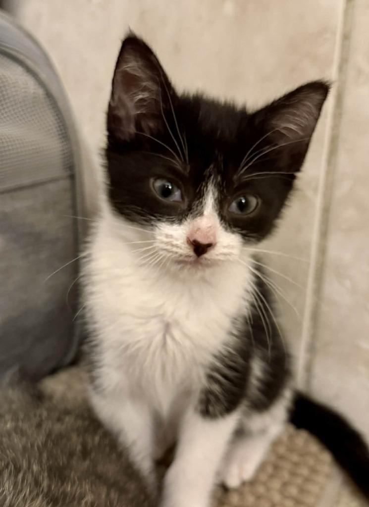 Bean, Adoptable, Kitten Female Domestic Short Hair.