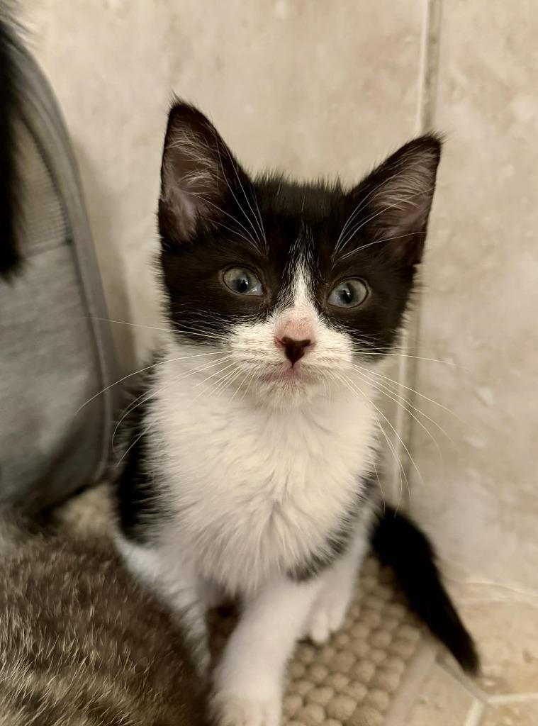 Enlarge Bean, a Adoptable mixed breed in Orlando, FL image 3/4