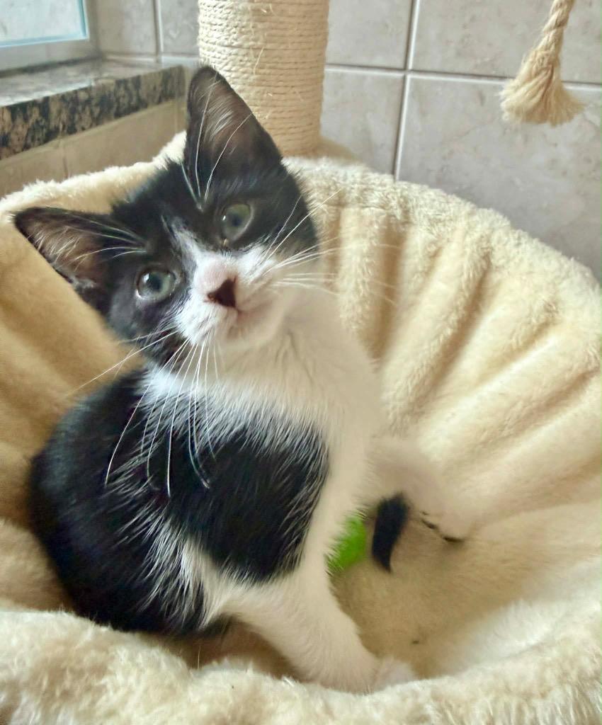 Enlarge Bean, a Adoptable mixed breed in Orlando, FL image 4/4