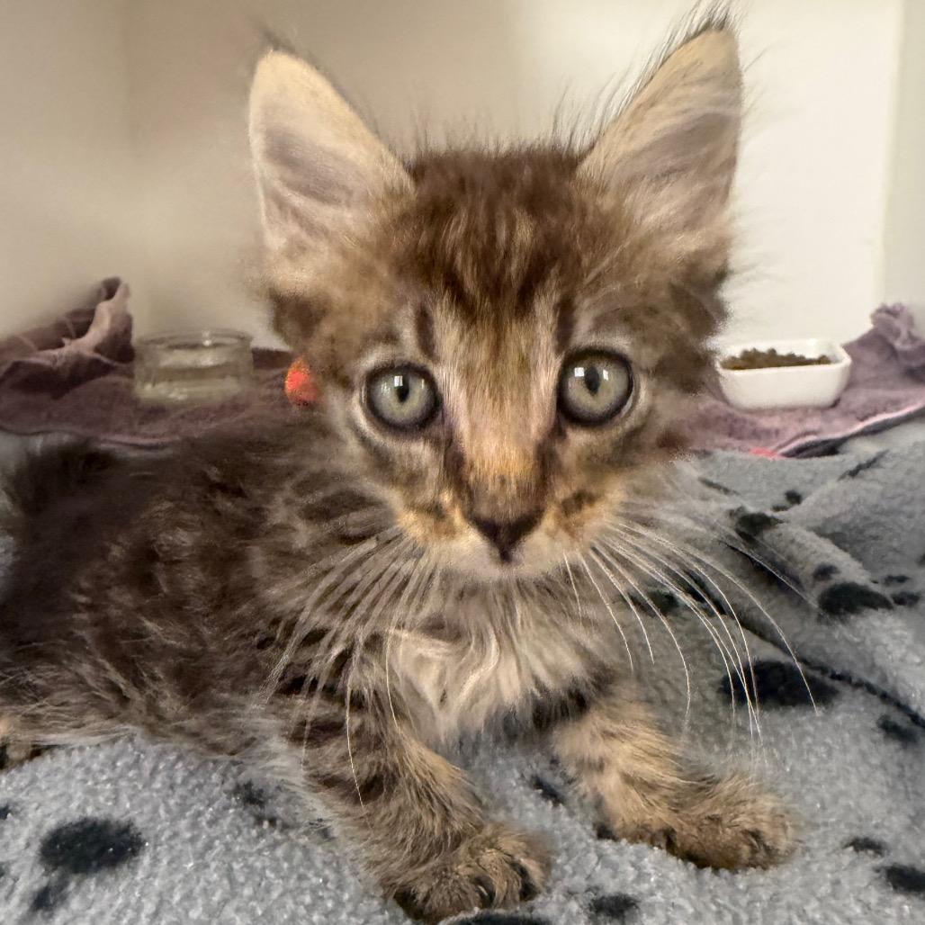 Martin, Adoptable, Kitten Male Domestic Medium Hair.