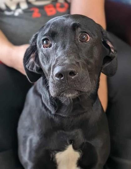 Persephone, Adoptable, Young Female Labrador Retriever & Mixed Breed.