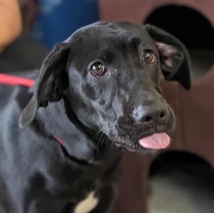 Enlarge Persephone, a Adoptable mixed breed in La Harpe, KS image 2/3
