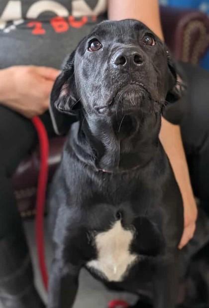 Enlarge Persephone, a Adoptable mixed breed in La Harpe, KS image 3/3