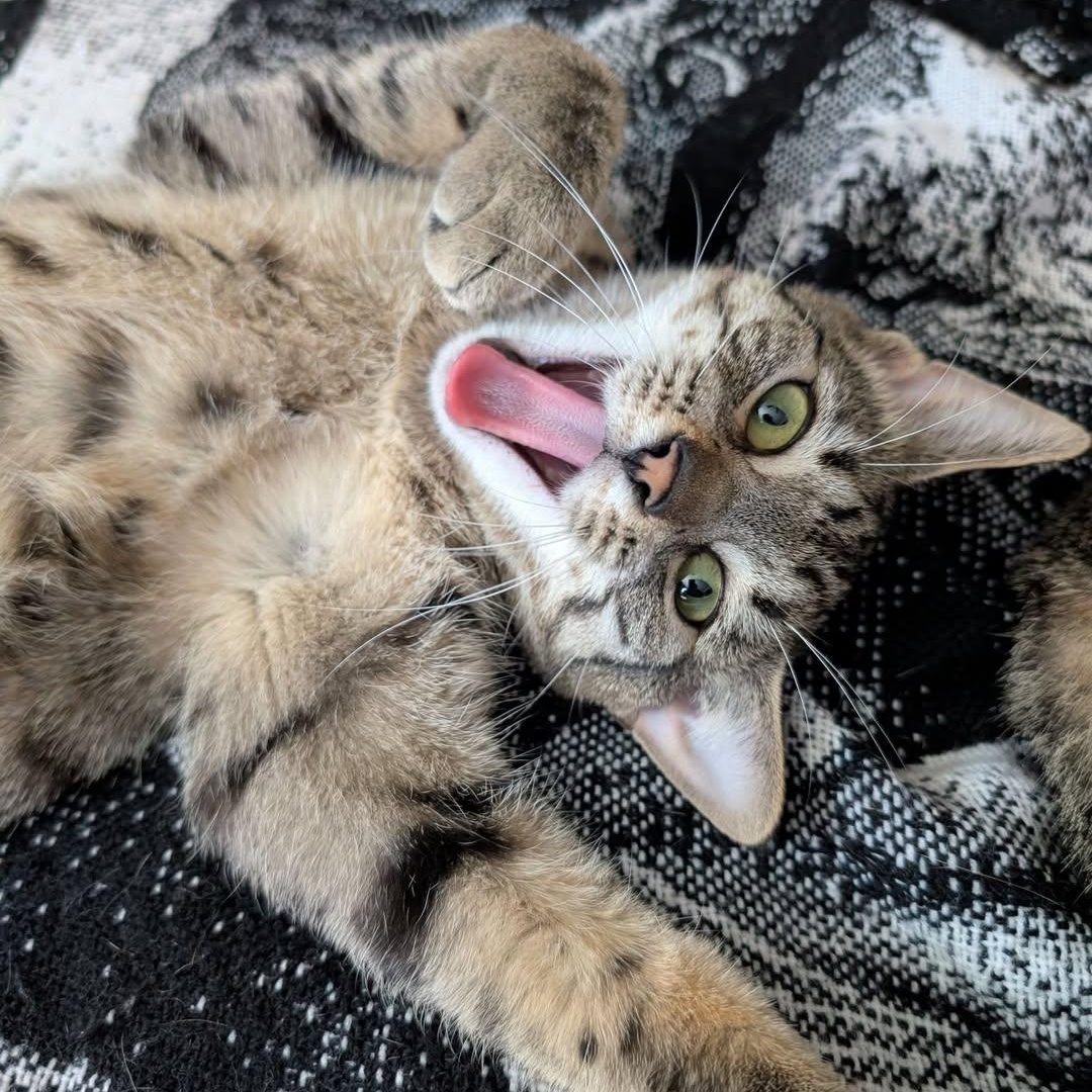 Enlarge Lenny, a Adoptable Domestic Short Hair in East Amherst, NY image 1/6