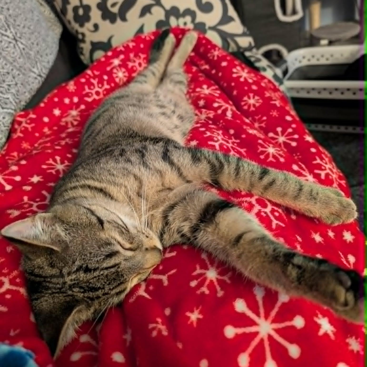 Enlarge Lenny, a Adoptable Domestic Short Hair in East Amherst, NY image 6/6