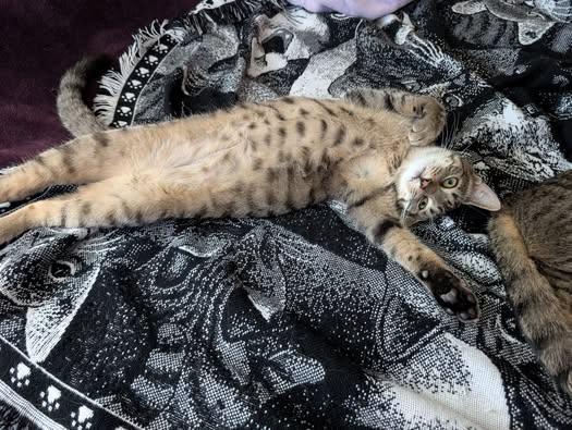 Enlarge Lenny, a Adoptable Domestic Short Hair in East Amherst, NY image 4/6