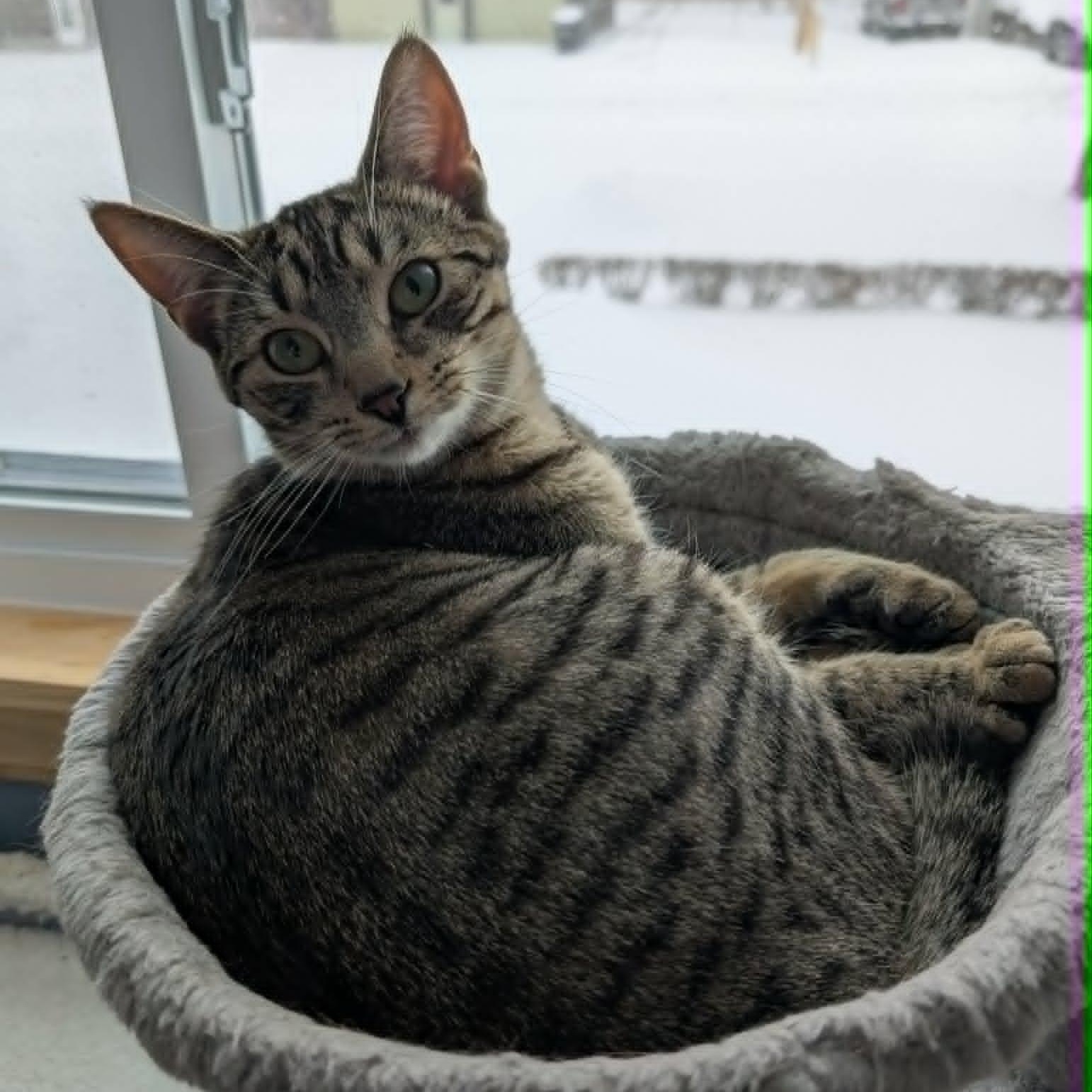 Enlarge Lenny, a Adoptable Domestic Short Hair in East Amherst, NY image 3/6