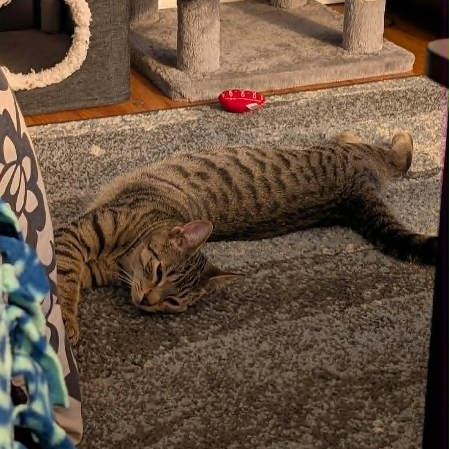 Enlarge Lenny, a Adoptable Domestic Short Hair in East Amherst, NY image 5/6