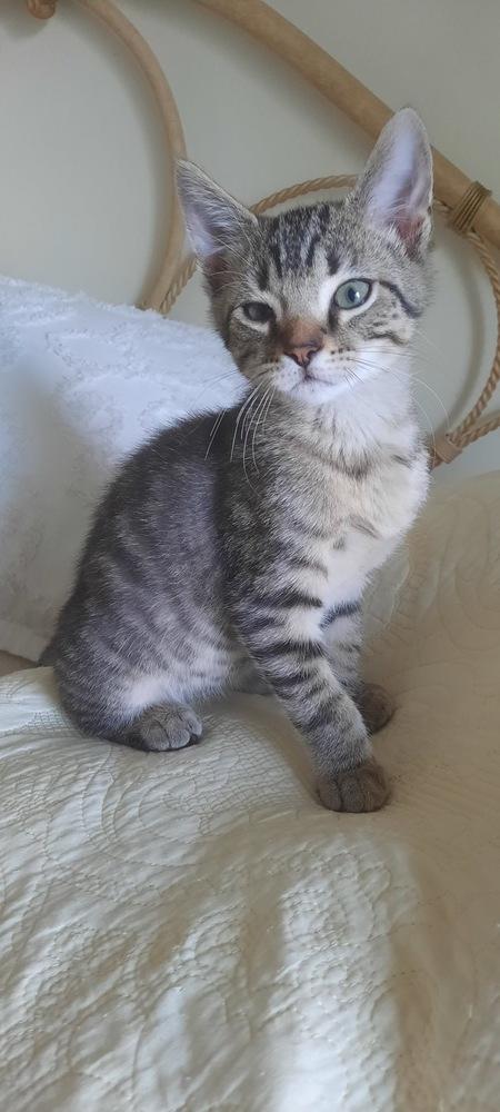 Enlarge Nelson, a Adoptable Domestic Short Hair in Albany, WI image 1/5