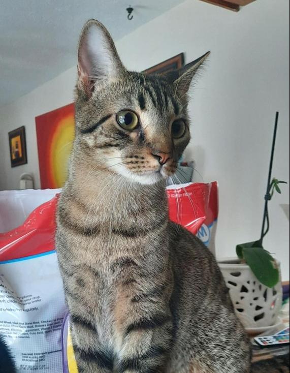 Enlarge Nelson, a Adoptable Domestic Short Hair in Albany, WI image 2/5