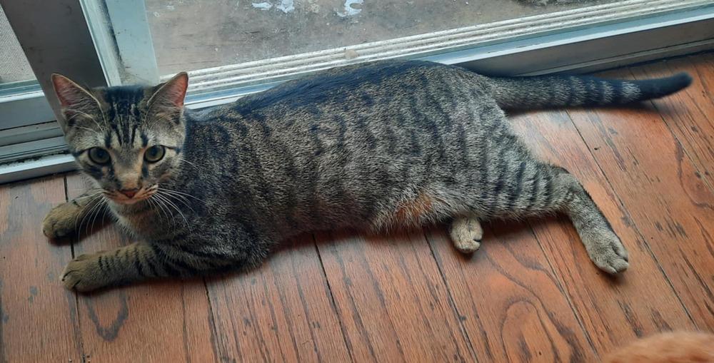 Nelson — thumbnail 3