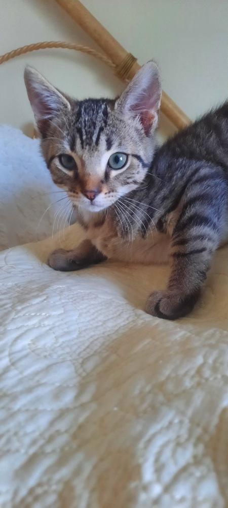 Enlarge Nelson, a Adoptable Domestic Short Hair in Albany, WI image 4/5