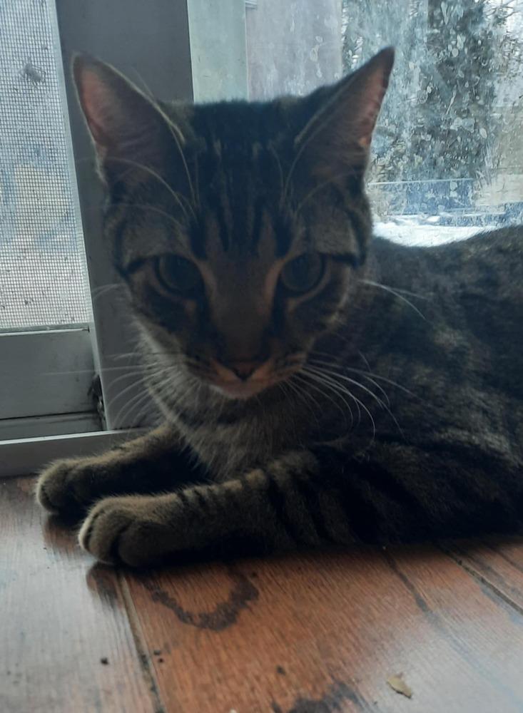 Enlarge Nelson, a Adoptable Domestic Short Hair in Albany, WI image 5/5