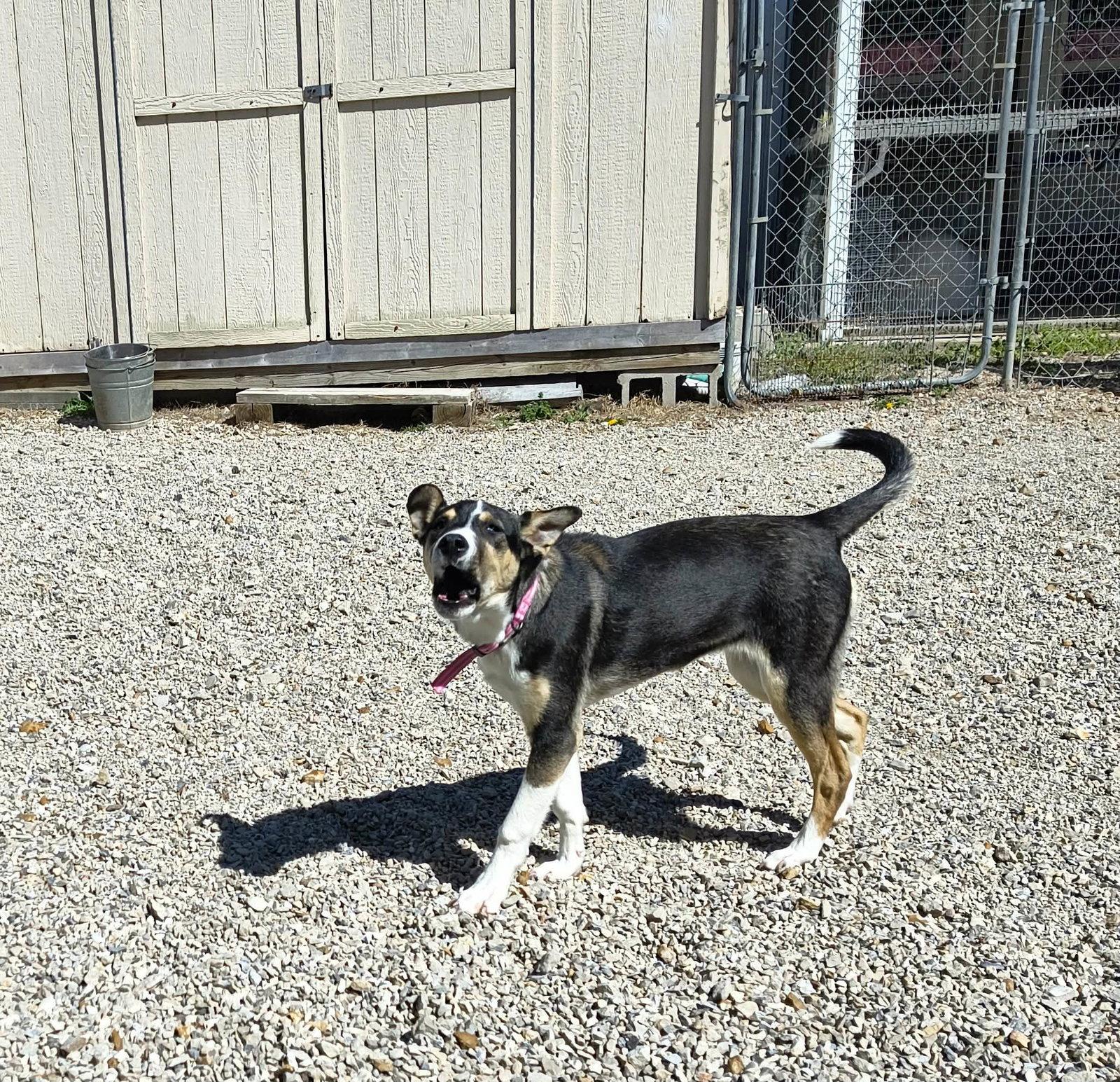 Enlarge Bunny, a Adoptable Mixed Breed in Stover, MO image 1/3