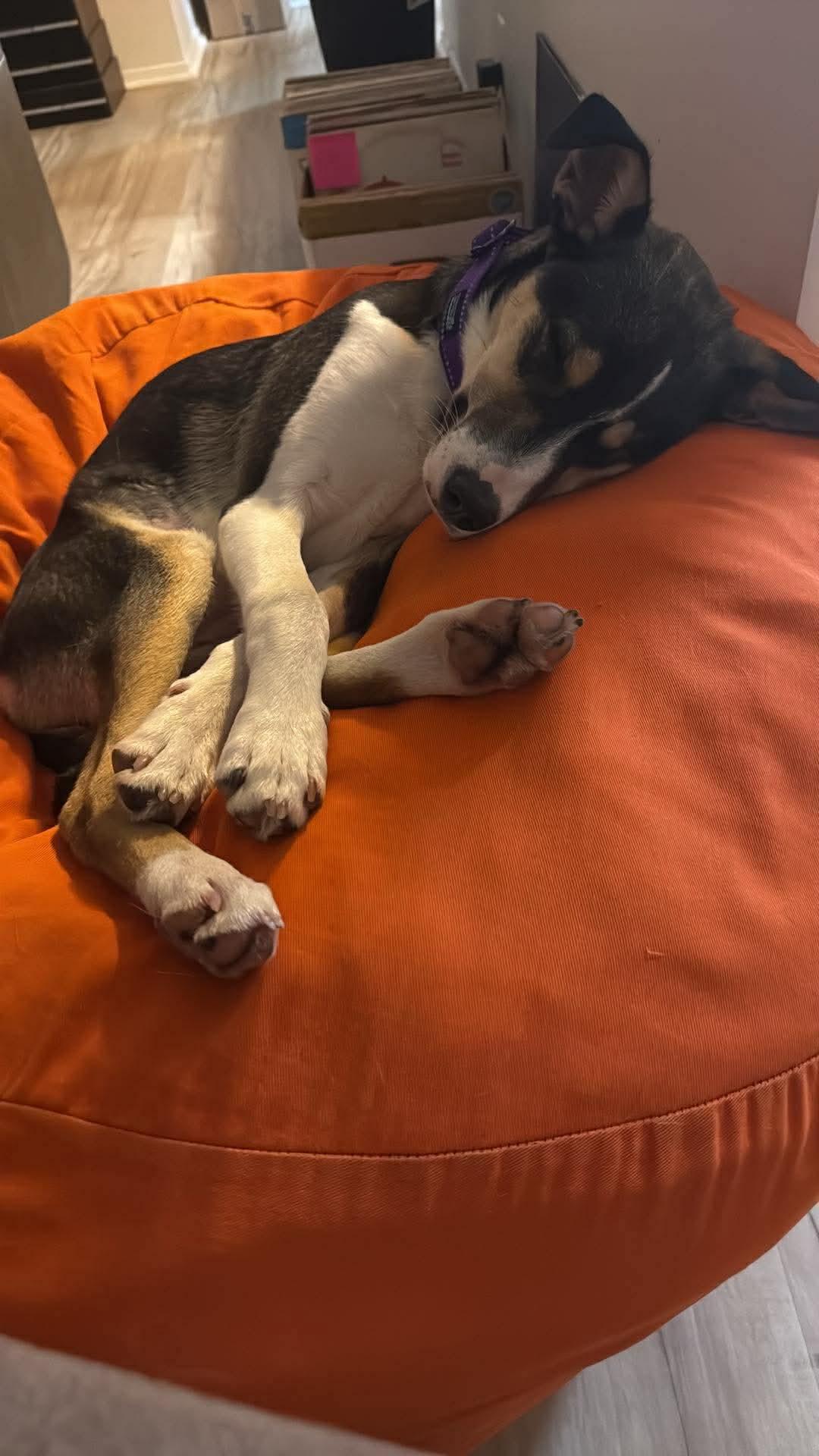 Enlarge Bunny, a Adoptable Jack Russell Terrier in Stover, MO image 2/3