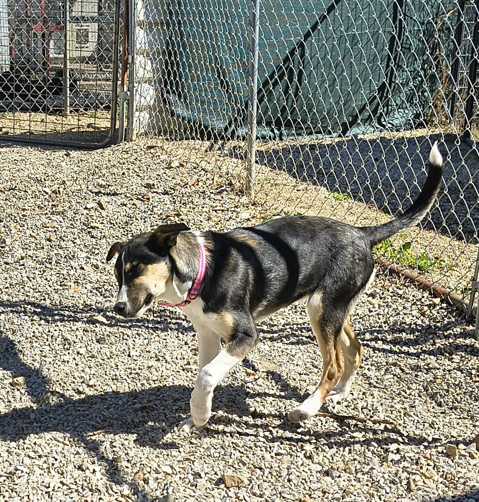 Enlarge Bunny, a Adoptable Mixed Breed in Stover, MO image 2/3