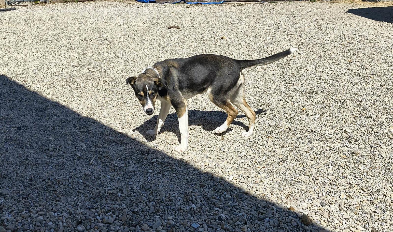 Enlarge Bunny, a Adoptable Mixed Breed in Stover, MO image 3/3