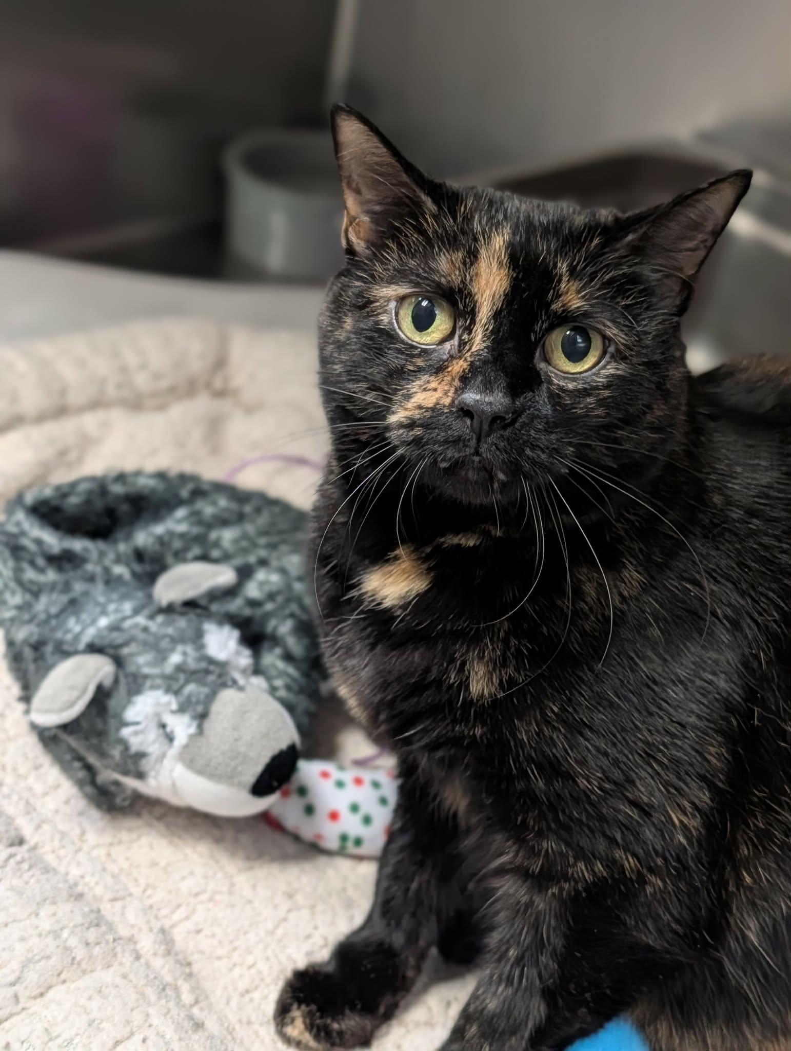 Enlarge Molly, an adopted mixed breed in Chambersburg, PA image 1/1