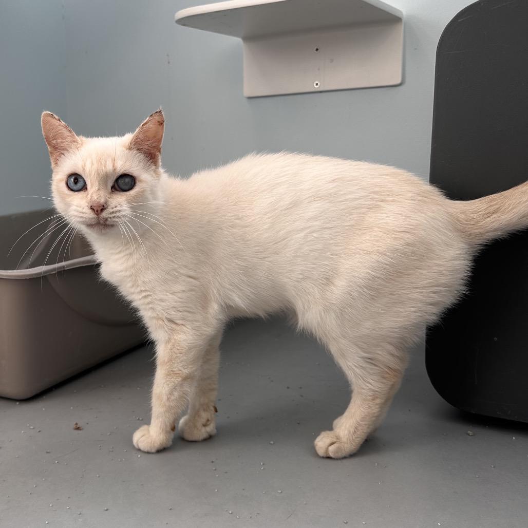 Gala, Adoptable, Young Female Siamese.